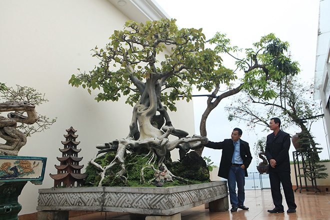 Cây bồ đề có bộ rễ ảo diệu, có tiền thiếu duyên cũng không mua được